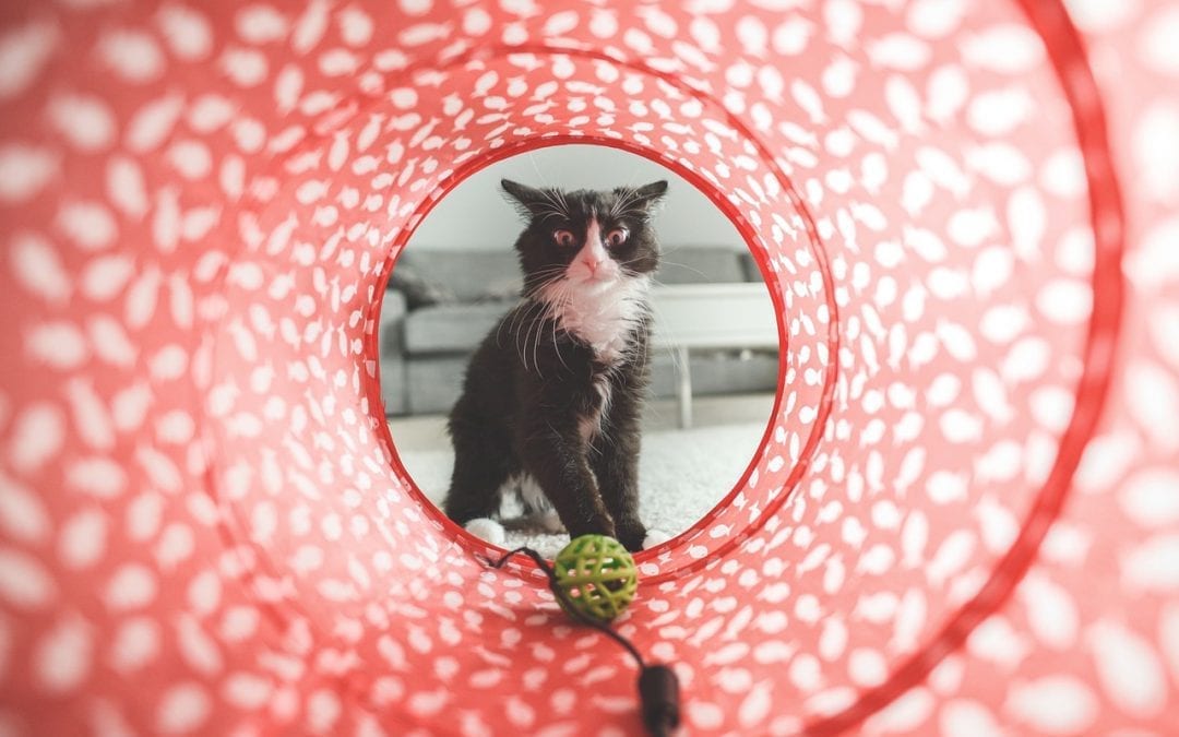An image of a black and white cat playing in a tunnel.