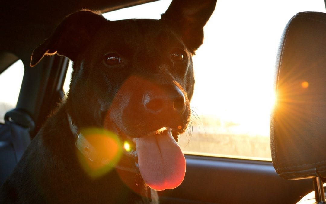 6 Tips for Hitting the Road with Your Dog