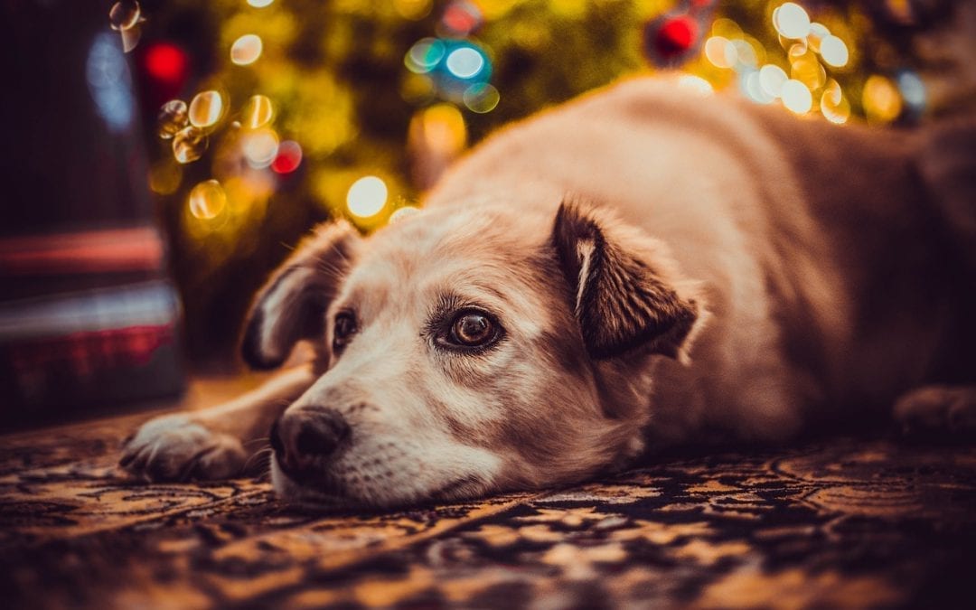 An image of a tan dog laying in front of a christmas tree.