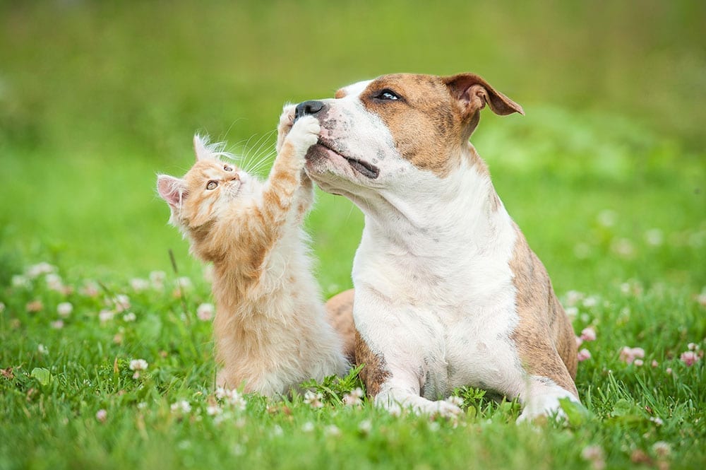 An image of a dog and kitten playing together outside.